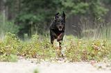 BEAUCERON 390